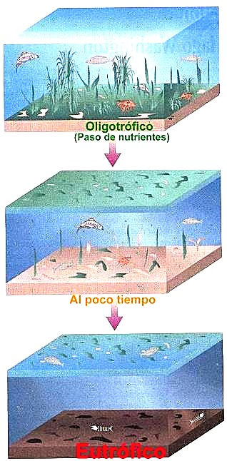 el ciclo de Eutrofización del Agua en un ecosistema actuático